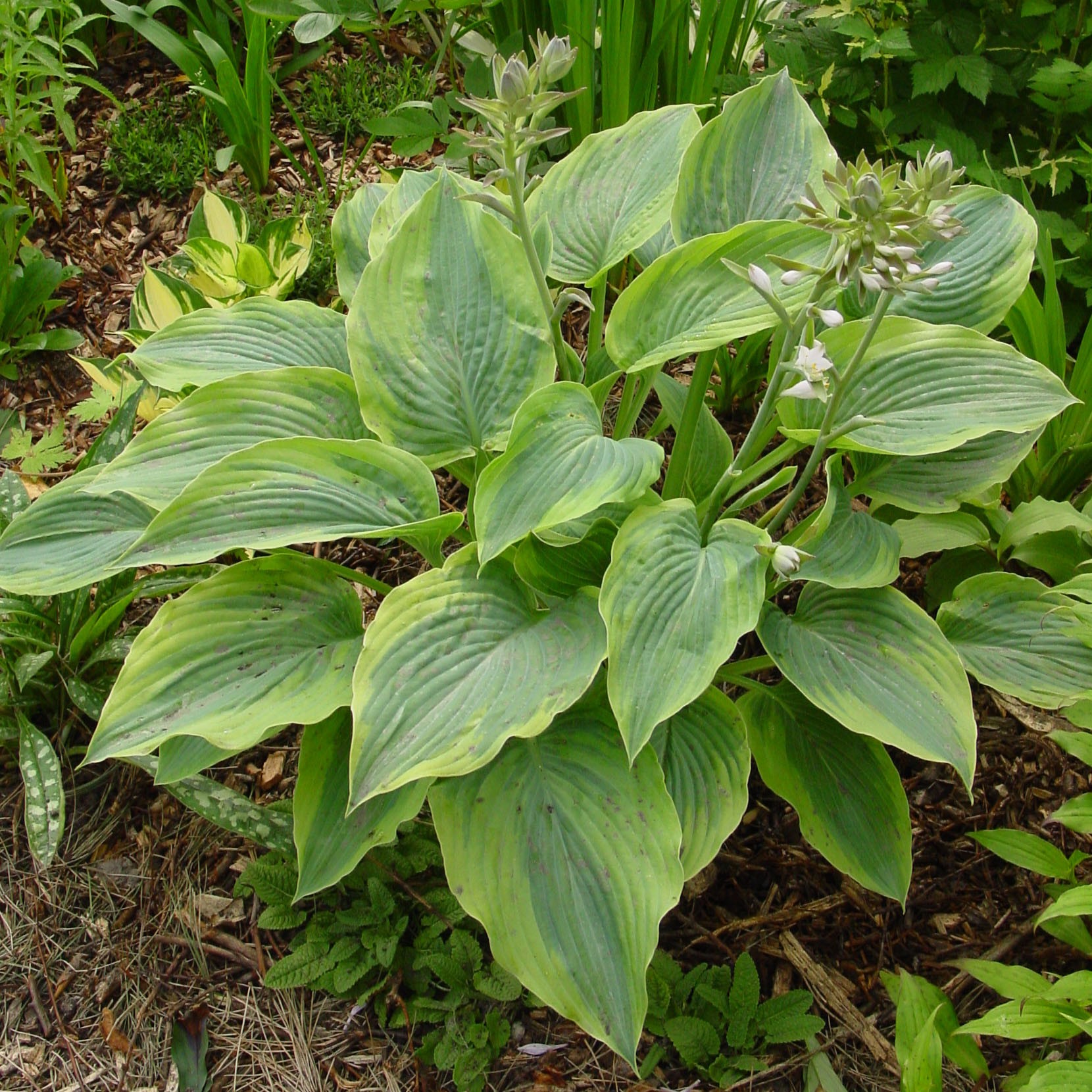 Hosta 'Alvatine Taylor'